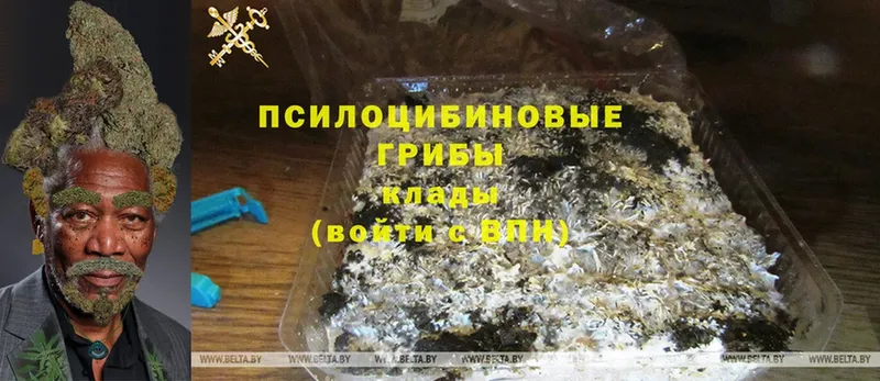 Галлюциногенные грибы Psilocybine cubensis  купить  сайты  Ангарск 